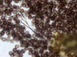 Attēlu rezultāti vaicājumam “Diderma rufostriatum sessile”