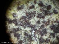 Attēlu rezultāti vaicājumam “Triphragmium ulmariae”