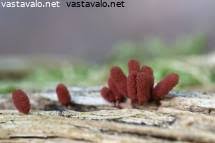 Attēlu rezultāti vaicājumam “Arcyria affinis young”