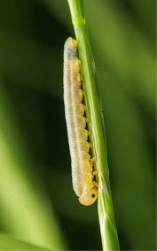 Attēlu rezultāti vaicājumam “Tenthredo mandibularis larva”