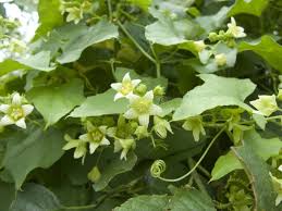 Attēlu rezultāti vaicājumam “Bryonia alba flower”