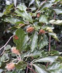 Attēlu rezultāti vaicājumam “Fagus sylvatica fo. purpurea fruit”