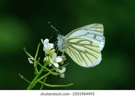 Attēlu rezultāti vaicājumam “Pieris napi female”