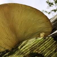 Attēlu rezultāti vaicājumam “Lentinus lepideus”