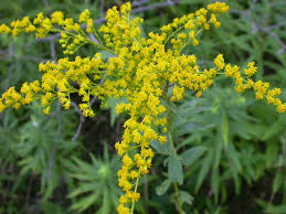 Attēlu rezultāti vaicājumam “Solidago canadensis flower”