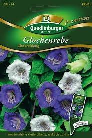 Image result for Glockenrebe