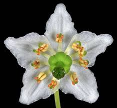 Attēlu rezultāti vaicājumam “Moneses uniflora fruit”