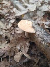 Attēlu rezultāti vaicājumam “Polyporus tuberaster”