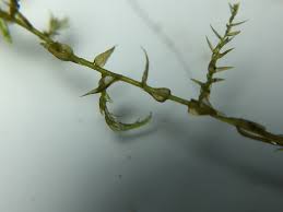 Attēlu rezultāti vaicājumam “Drepanocladus aduncus”