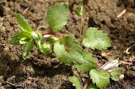 Attēlu rezultāti vaicājumam “Veronica agrestis leaf”