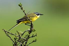 Attēlu rezultāti vaicājumam “Motacilla flava flava”