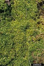 Attēlu rezultāti vaicājumam “Sphagnum wulfianum”