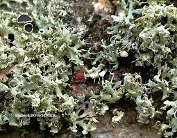 Attēlu rezultāti vaicājumam “Illosporiopsis christiansenii”