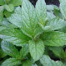 Attēlu rezultāti vaicājumam “Mentha x piperita leaf”