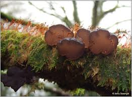 Attēlu rezultāti vaicājumam “Exidia recisa”