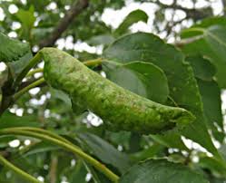 Attēlu rezultāti vaicājumam “Thecabius affinis imago”