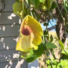 Attēlu rezultāti vaicājumam “Aristolochiaceae”