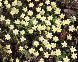 Attēlu rezultāti vaicājumam “Anemone x lipsiensis leaf”