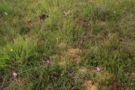 Attēlu rezultāti vaicājumam “Sphagnum compactum”