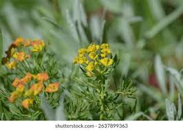 Attēlu rezultāti vaicājumam “Euphorbia virgata leaf”