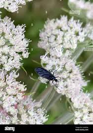 Attēlu rezultāti vaicājumam “Sciara analis”