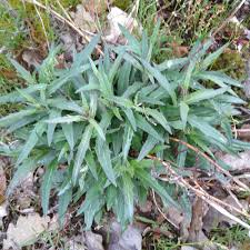 Attēlu rezultāti vaicājumam “Hieracium umbellatum”
