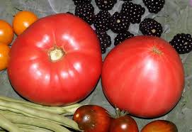 Afbeeldingsresultaat voor anna russian tomato