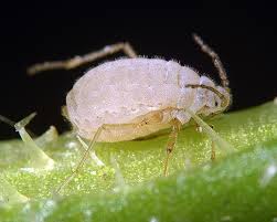 Attēlu rezultāti vaicājumam “Troglodytes troglodytes adult”