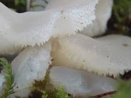 Attēlu rezultāti vaicājumam “Pseudohydnum gelatinosum”