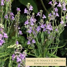 Image result for Linaria purpurea