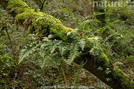 Attēlu rezultāti vaicājumam “Polypodium vulgare”
