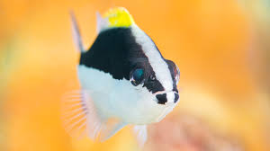 Image result for Mycteroperca interstitialis