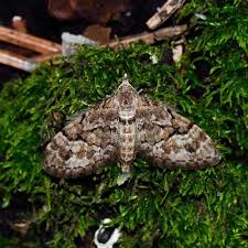 Attēlu rezultāti vaicājumam “Eupithecia lanceata”