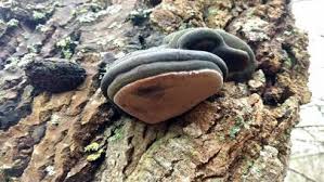 Attēlu rezultāti vaicājumam “Phellinus igniarius”