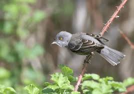 Attēlu rezultāti vaicājumam “Sylvia curruca adult”