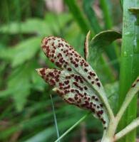 Attēlu rezultāti vaicājumam “Tranzschelia anemones”