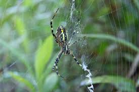 Attēlu rezultāti vaicājumam “Argiope bruennichi”