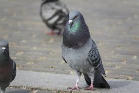 Attēlu rezultāti vaicājumam “Columba livia f. domestica”