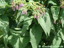 Attēlu rezultāti vaicājumam “Symphytum grandiflorum flower”