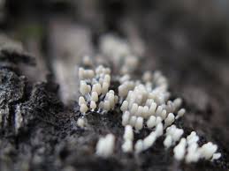 Attēlu rezultāti vaicājumam “Lycogala botrydium macro”