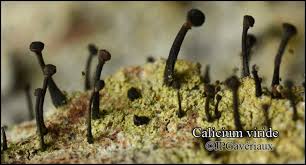 Attēlu rezultāti vaicājumam “Calicium viride”