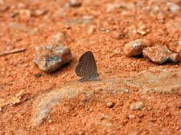 Attēlu rezultāti vaicājumam “Diaperis boleti nest”