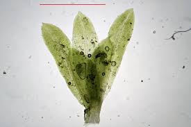 Attēlu rezultāti vaicājumam “Fissidens bryoides”