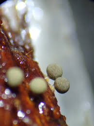 Attēlu rezultāti vaicājumam “Arcyria affinis macro”