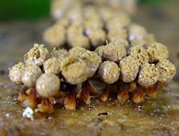 Attēlu rezultāti vaicājumam “Cribraria argillacea spores”