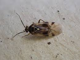 Attēlu rezultāti vaicājumam “Orthops basalis”