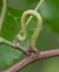 Attēlu rezultāti vaicājumam “Eulithis sp.”