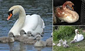 Image result for South Yorkshire Swans