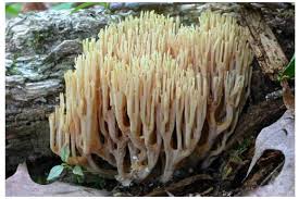 Attēlu rezultāti vaicājumam “Lentaria sp.”