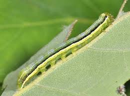 Attēlu rezultāti vaicājumam “Orthosia gothica”